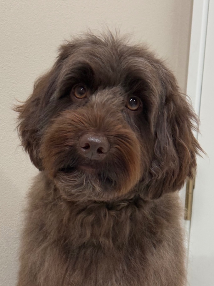 マディーの写真