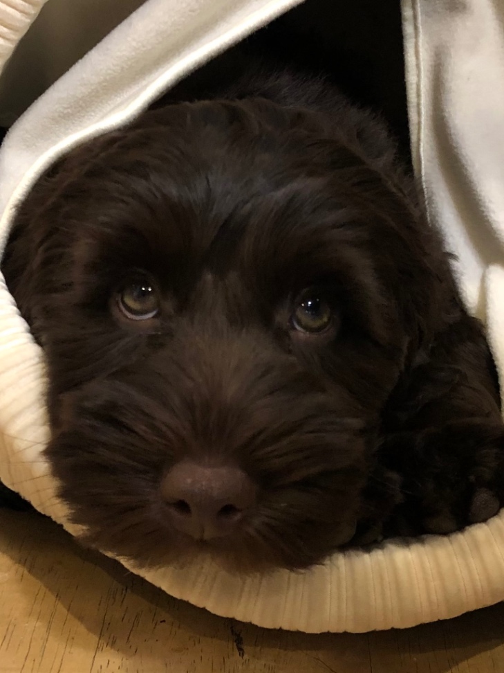 マディーの子犬の頃