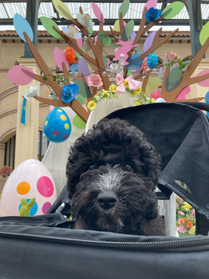 ミリの子犬の頃