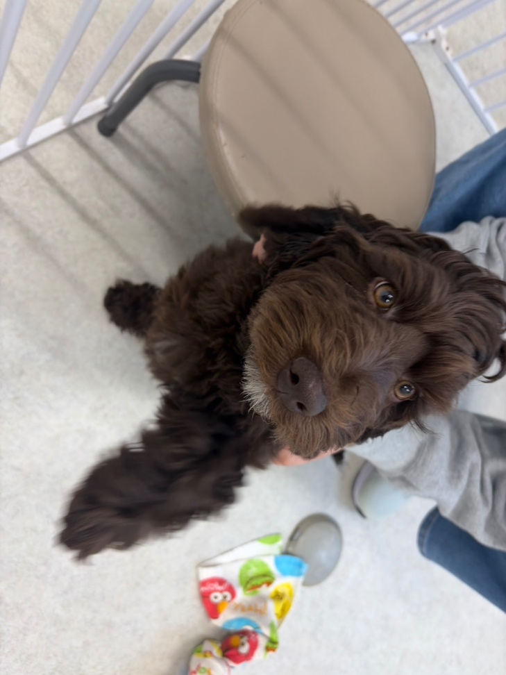 Smoreの子犬の頃