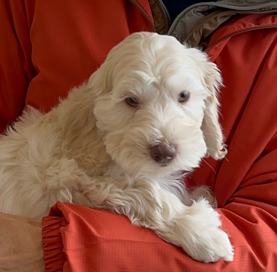 ぽのの子犬の頃