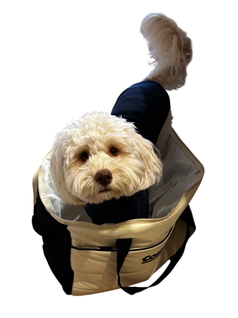 Soy(ソイ)の写真