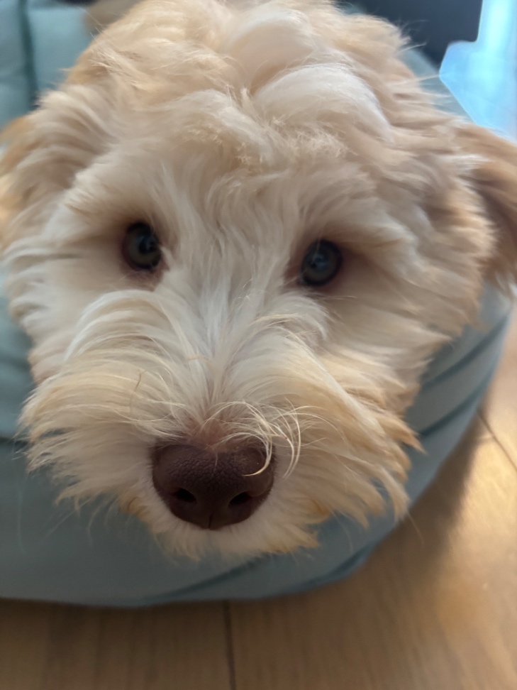 Soy(ソイ)の子犬の頃