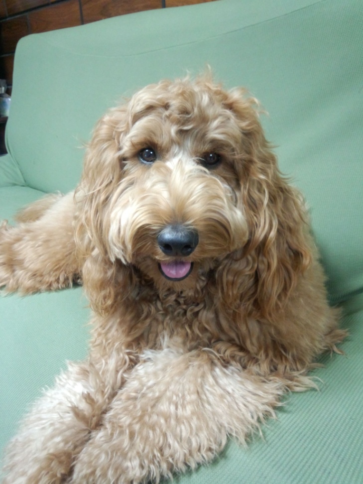 merryの子犬の頃
