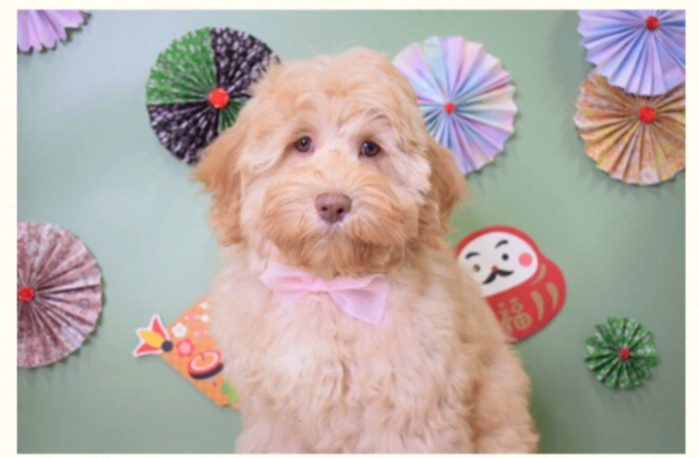 エマの子犬の頃