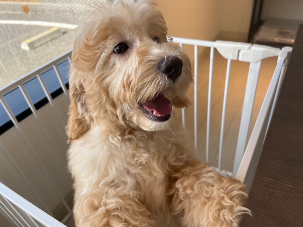 ぽむの子犬の頃