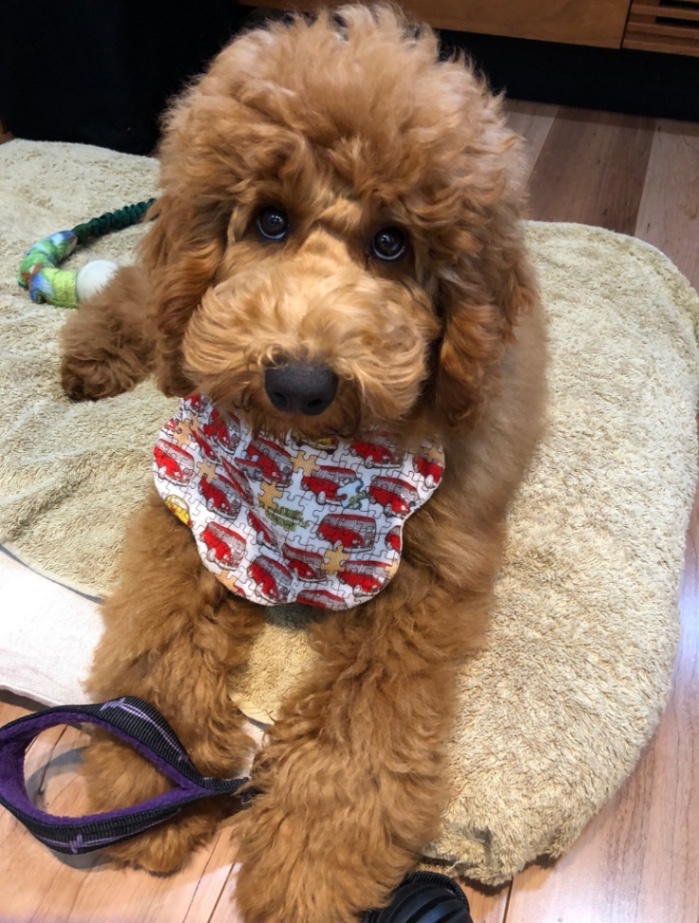 ルークの子犬の頃