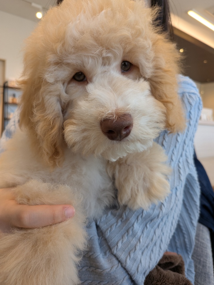 JASPERの子犬の頃