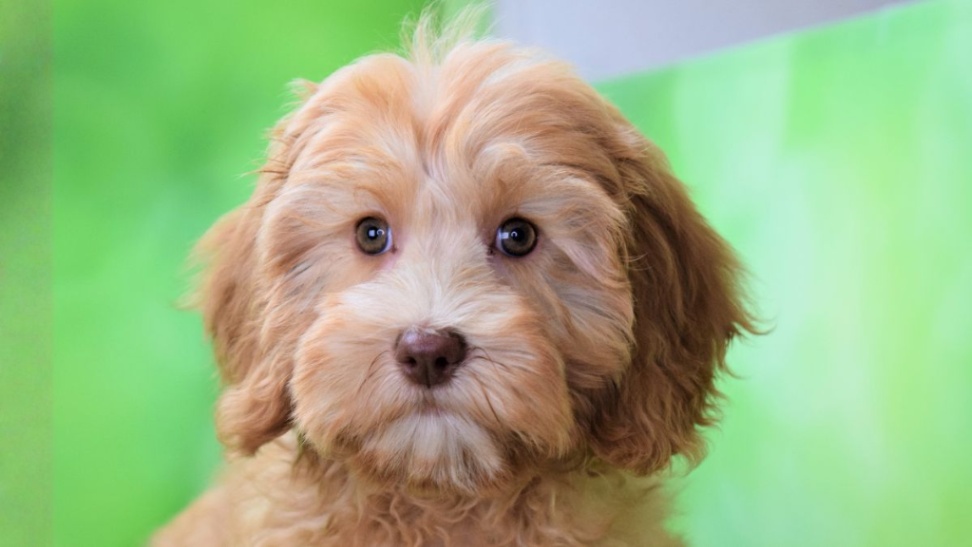 ムックの子犬の頃