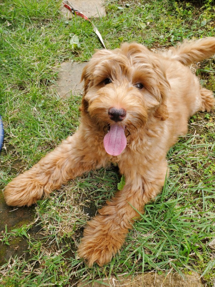 こむぎの子犬の頃