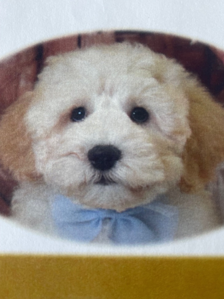 エルモの子犬の頃