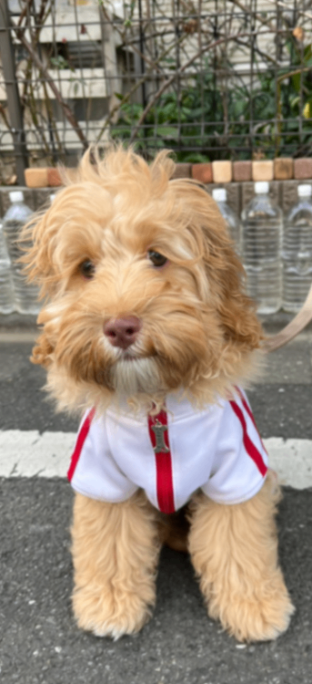 モアナの子犬の頃