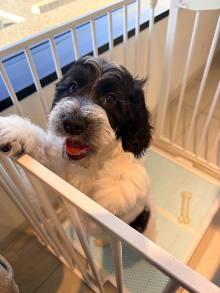 マルテの子犬の頃