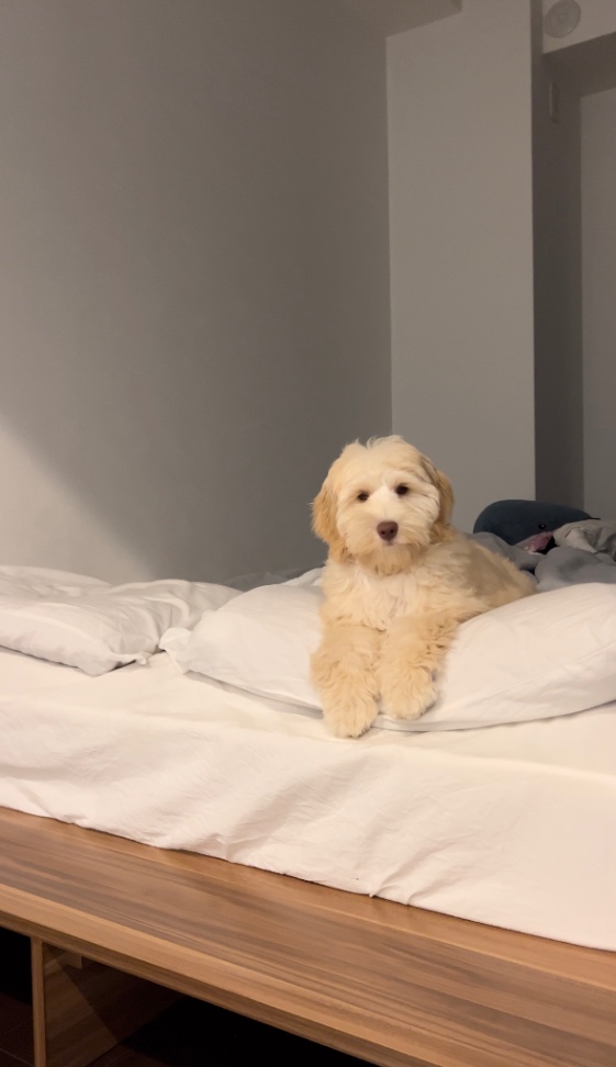 むくの子犬の頃