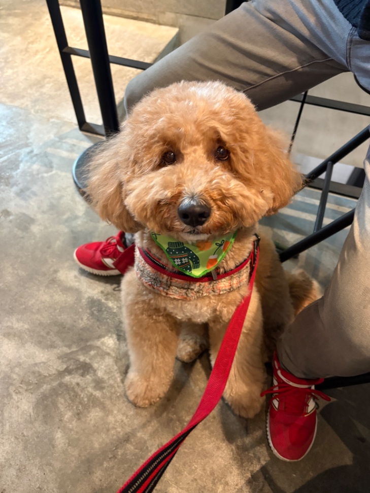 ふぁんごの写真