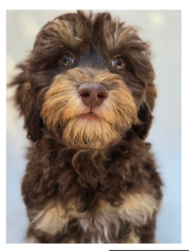トーナの子犬の頃