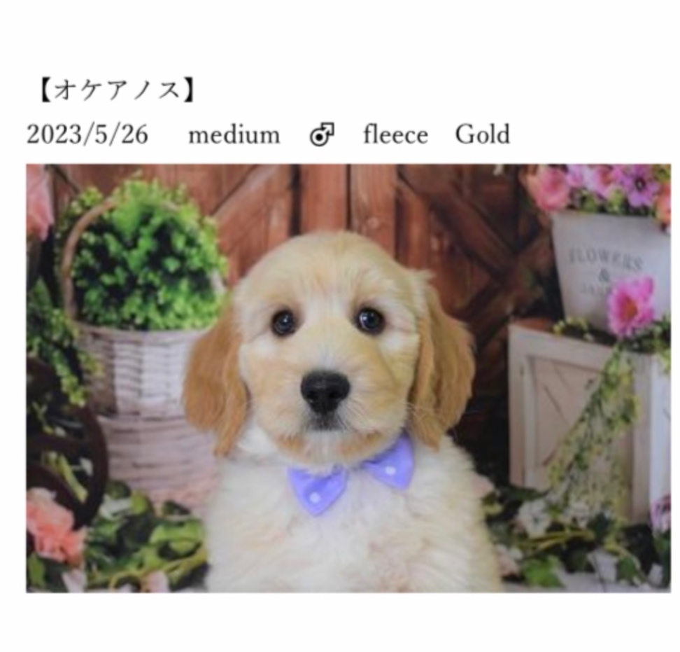 スヌーピーの子犬の頃