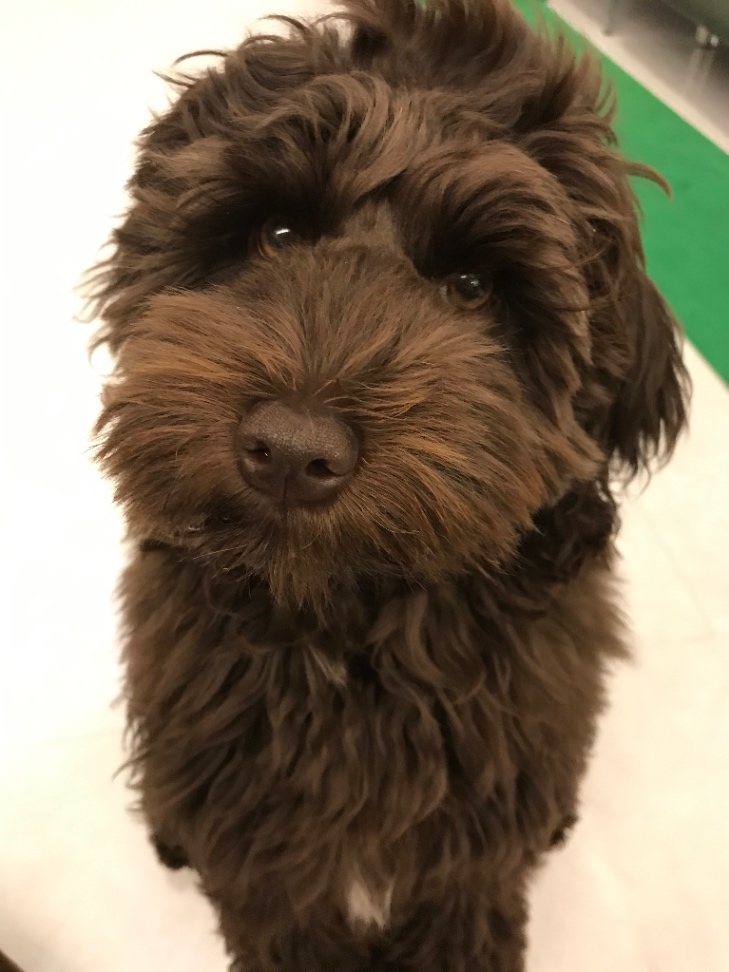 シェリの子犬の頃