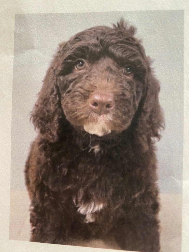 OHANAの子犬の頃