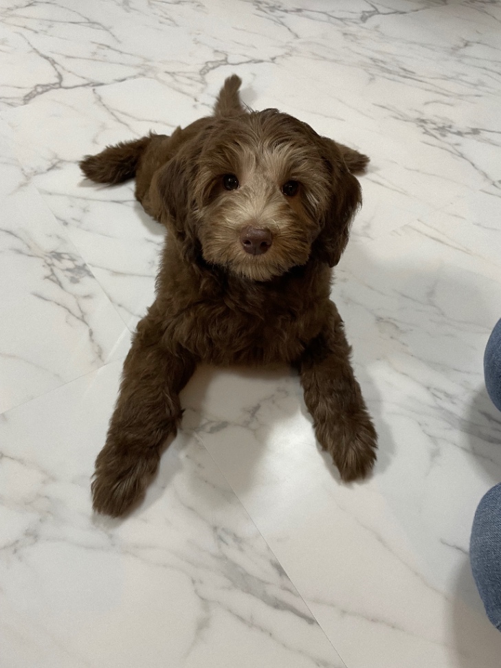 シェリーの子犬の頃