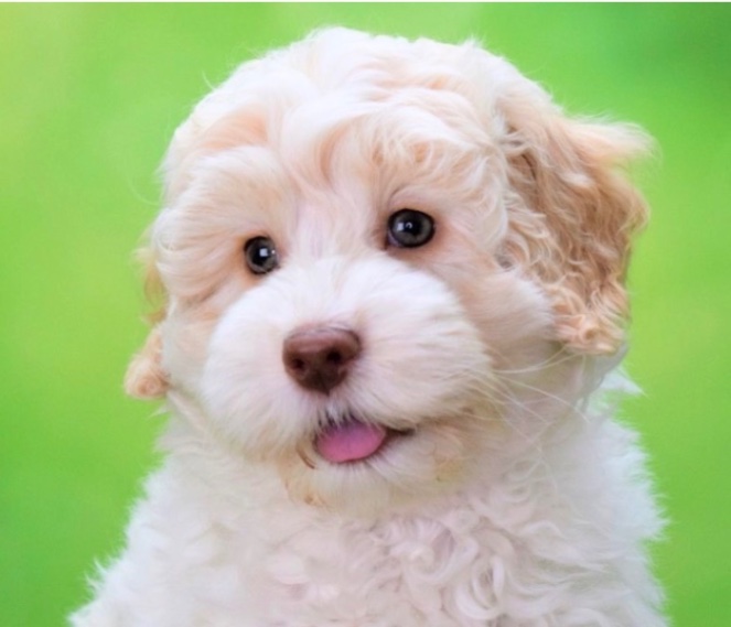 カノンの子犬の頃