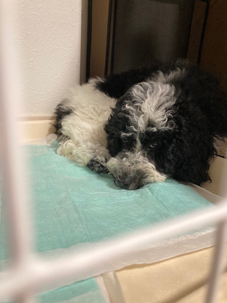 グラムの子犬の頃