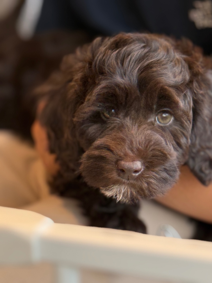 ククアの子犬の頃