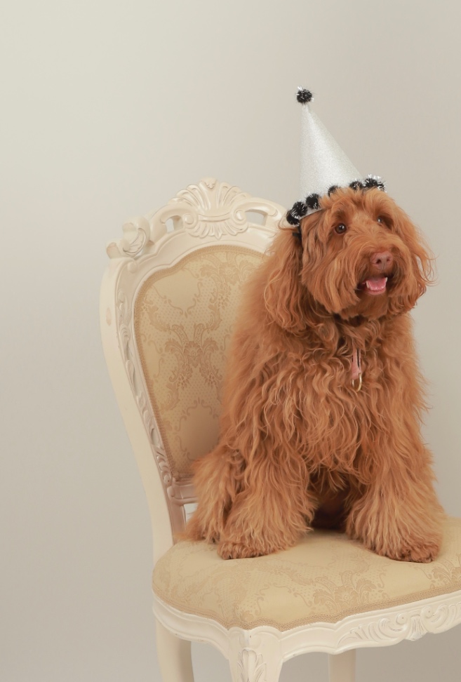 Pulse(パルス)の写真