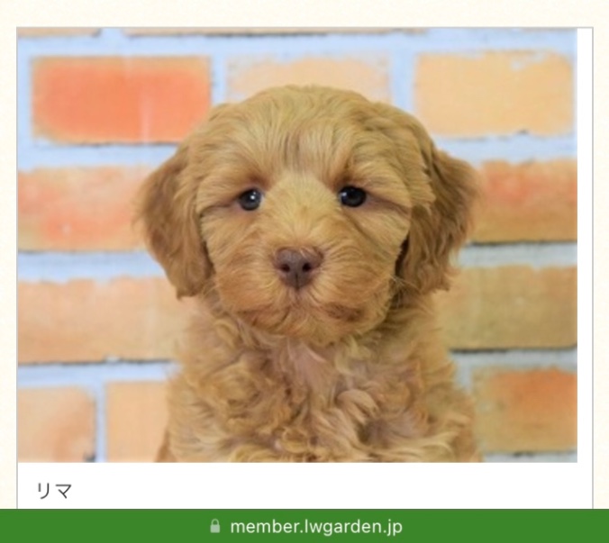 Pulse(パルス)の子犬の頃