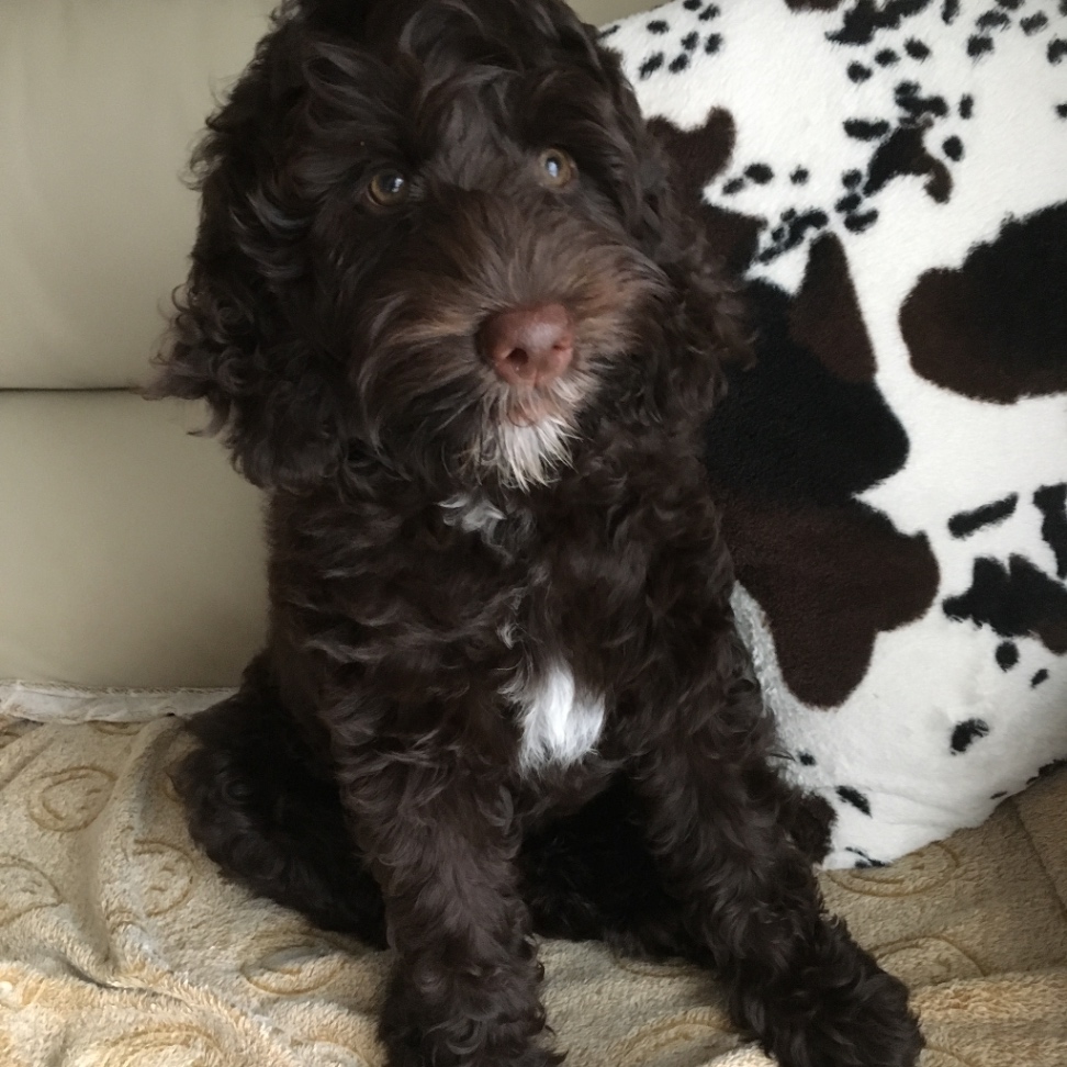 マナの子犬の頃