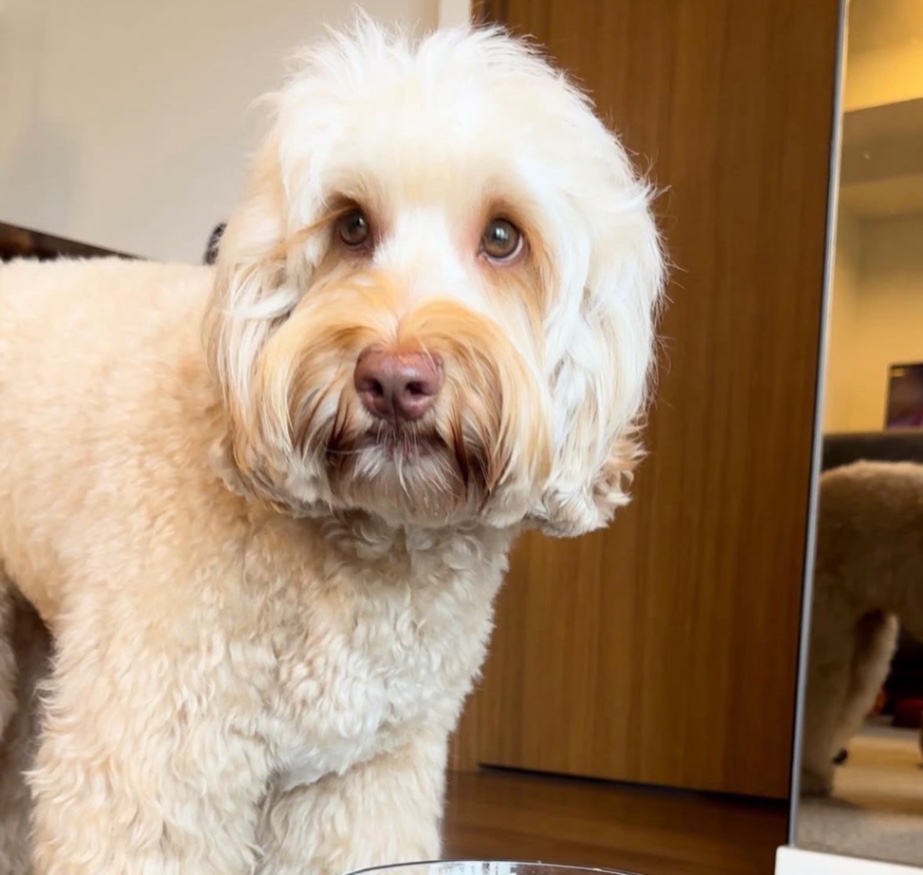 まんぷくの写真