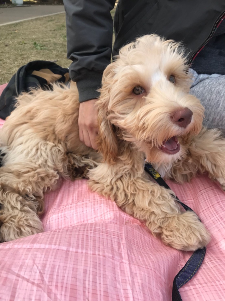 まんぷくの子犬の頃