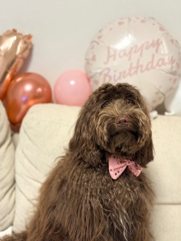 Sorbetto ソルベットの写真