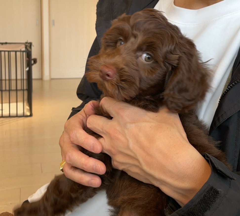 Sorbetto ソルベットの子犬の頃