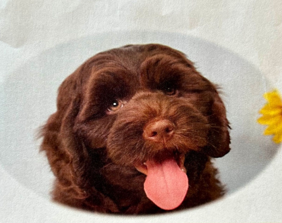 チャド(Chad)の子犬の頃