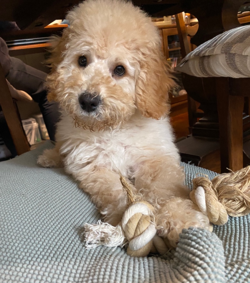 マノンの子犬の頃