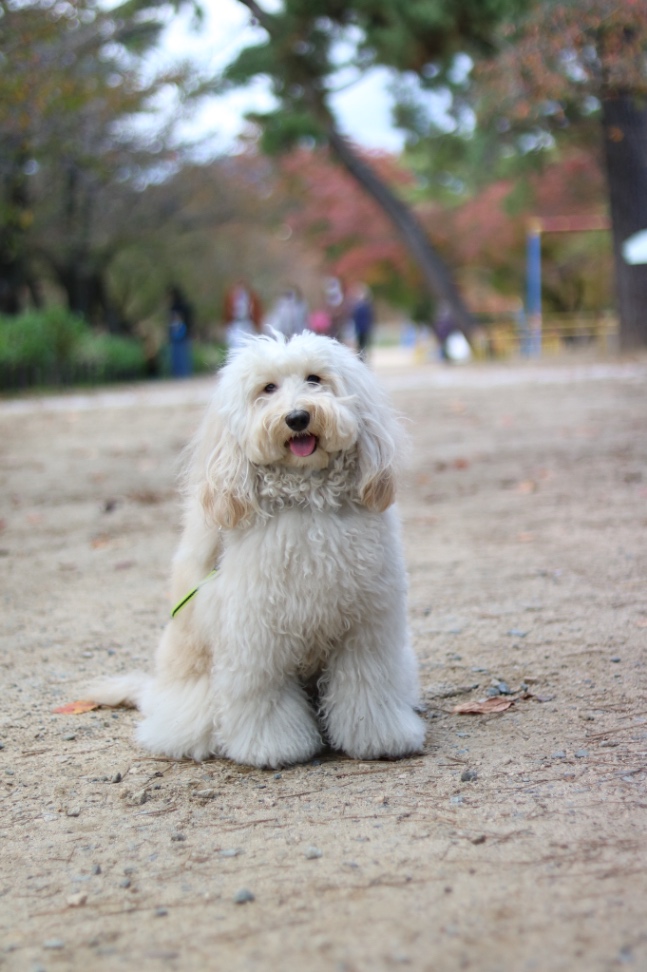 ラミエルの写真