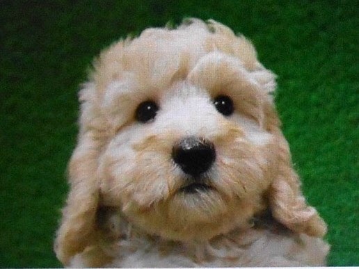 ラミエルの子犬の頃