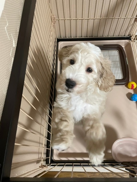 ラテの子犬の頃