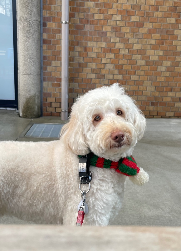 のんのんの写真