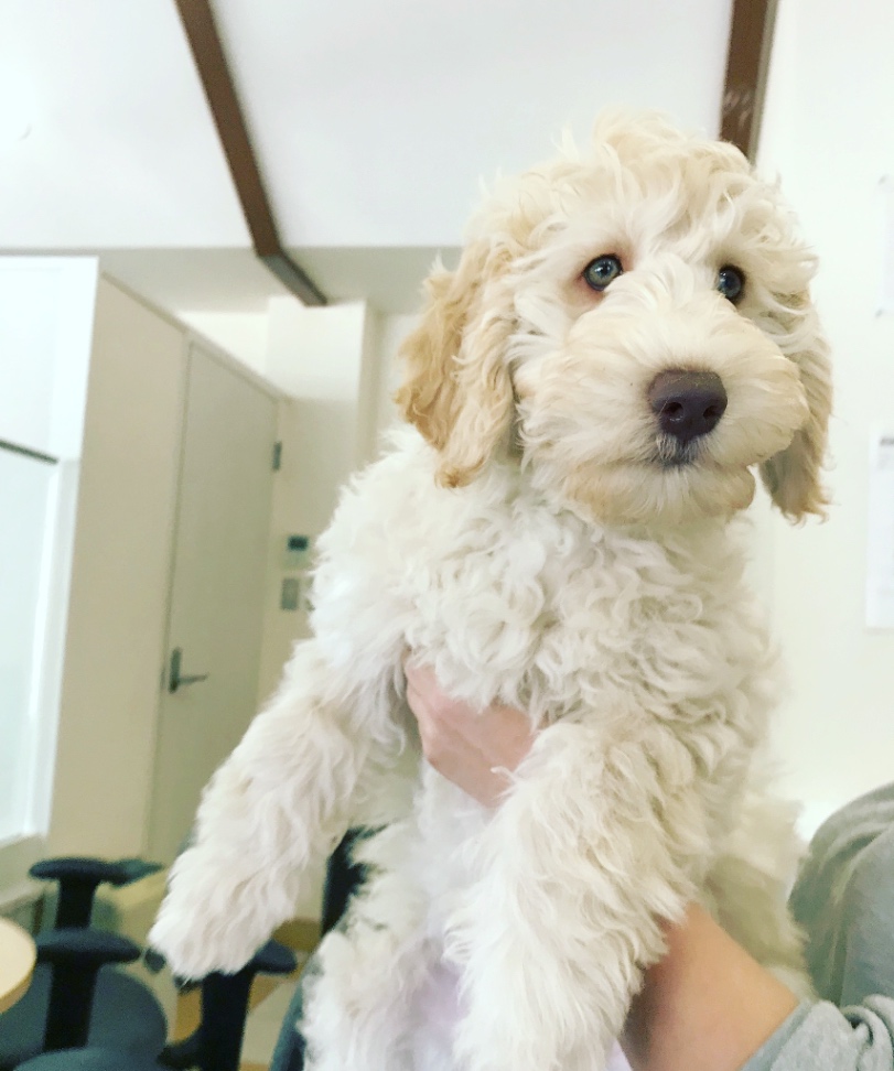 のんのんの子犬の頃