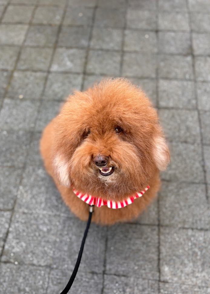 ヴォレローの写真