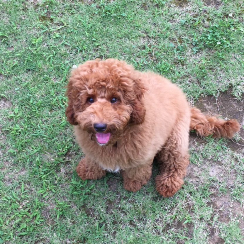 ヴォレローの子犬の頃