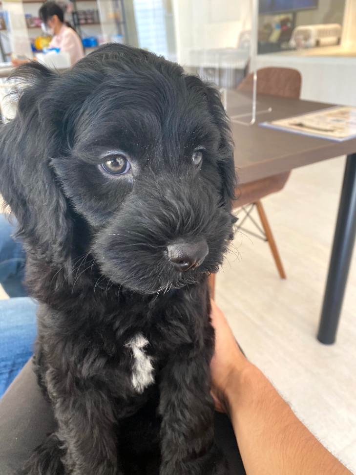 アルの子犬の頃