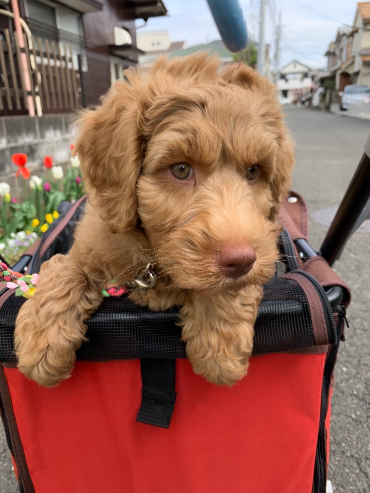 ファムの子犬の頃