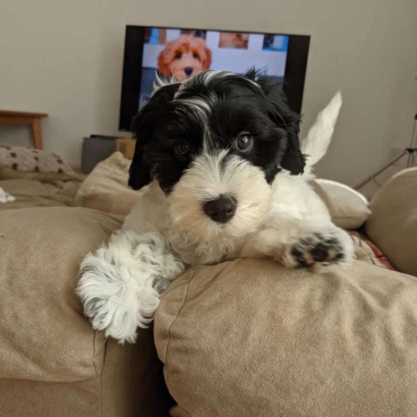 イヴの子犬の頃