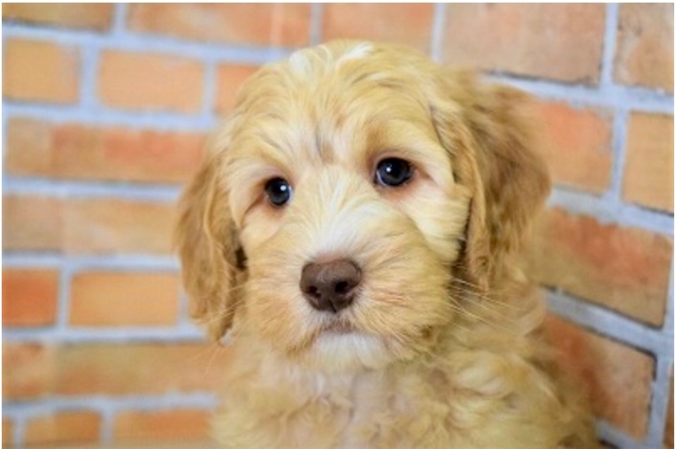 ぷらむの子犬の頃