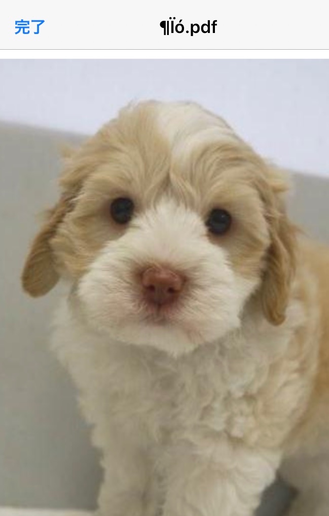 れんげの子犬の頃