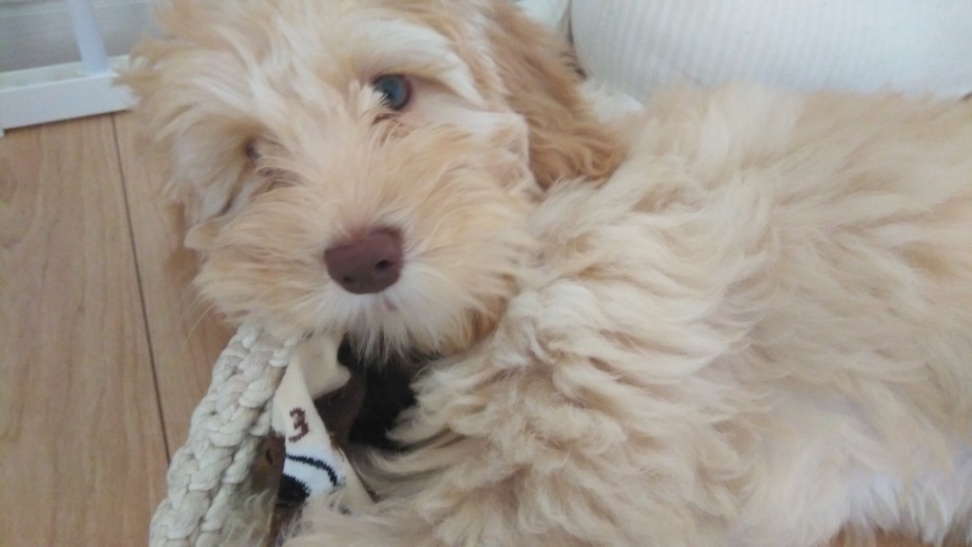 モカの子犬の頃