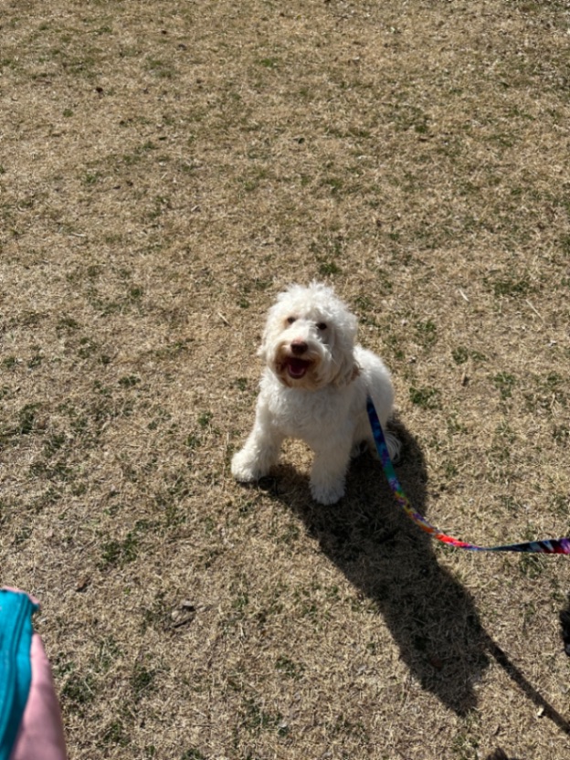 しらたまの写真